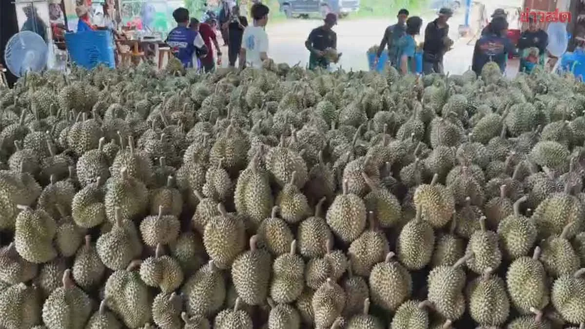 Premium Pak Chong Durians Showcase Quality, Flavor