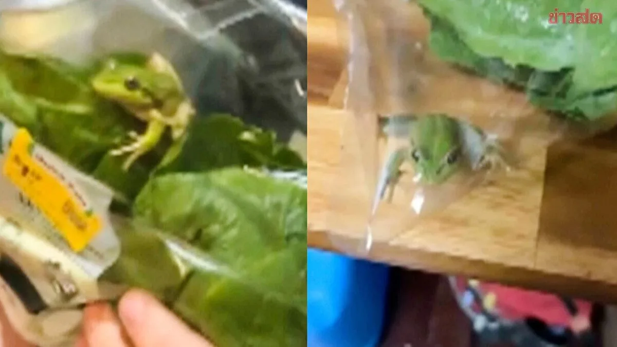 Fresh and Jumping! Australian Bloke Shocked to Find Live Frog Hiding in Salad Bag