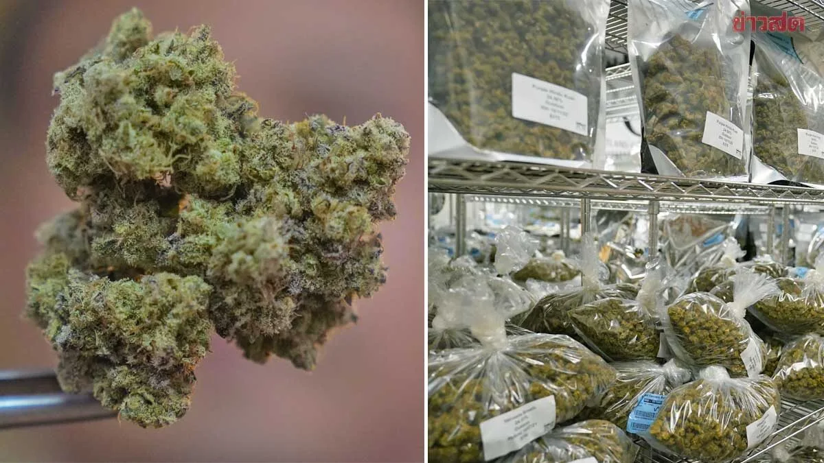 Indonesia Seizes 3 Tons of Thai Cannabis for E-Cigarettes