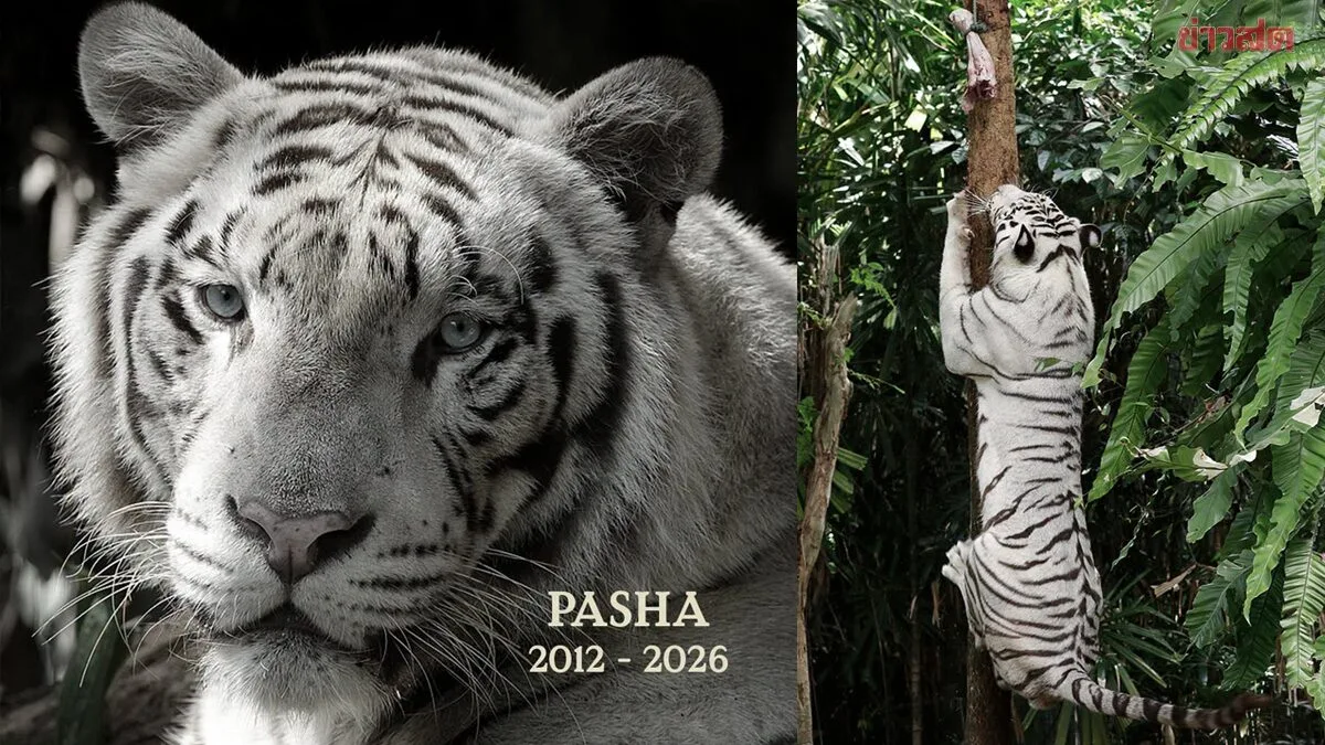 Singapore Zoo Euthanizes Elderly Bengal Tiger After Cancer Battle