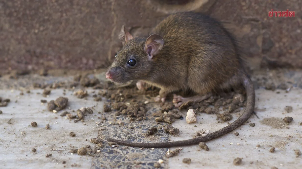 Experts Share Natural Rat-Control Recipe Using Common Kitchen Items