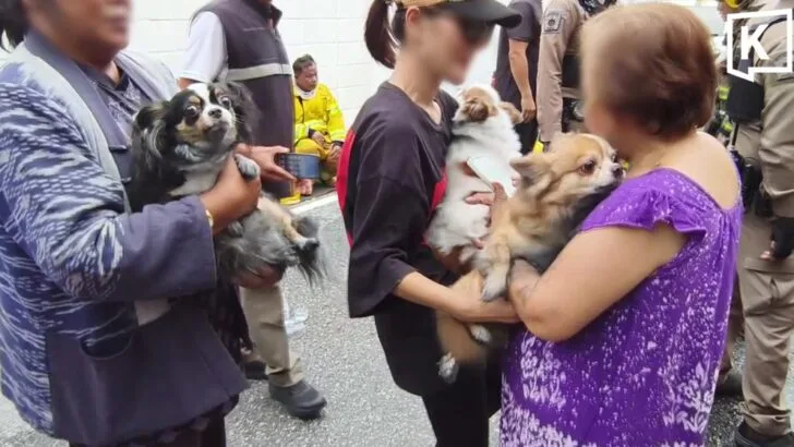 Three Dogs Rescued From E-Bike House Fire