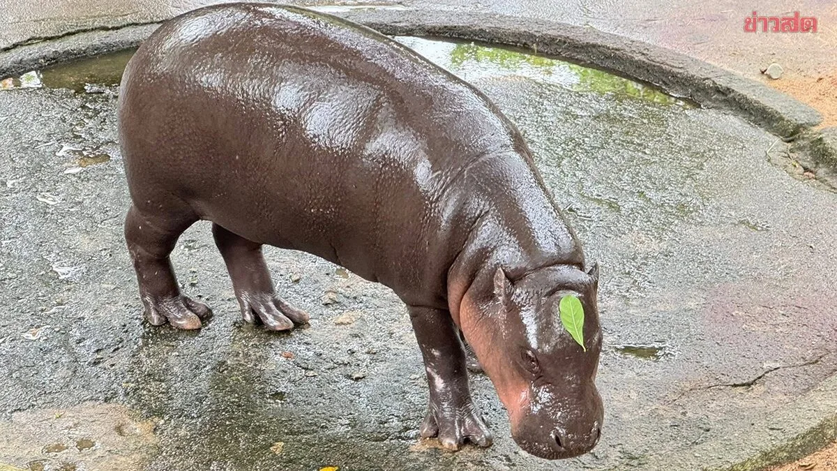 Thailand Celebrates Moo Deng's Second Birthday